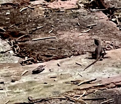 Sceloporus consobrinus