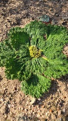 Arctopus echinatus
