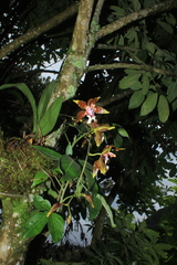 Oncidium tripudians