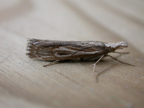 Banded Grass-veneer