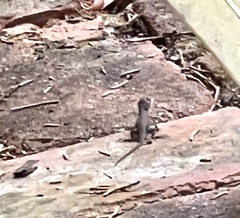 Sceloporus consobrinus