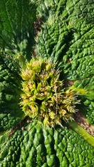 Arctopus echinatus