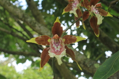 Oncidium tripudians