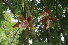 Oncidium tripudians