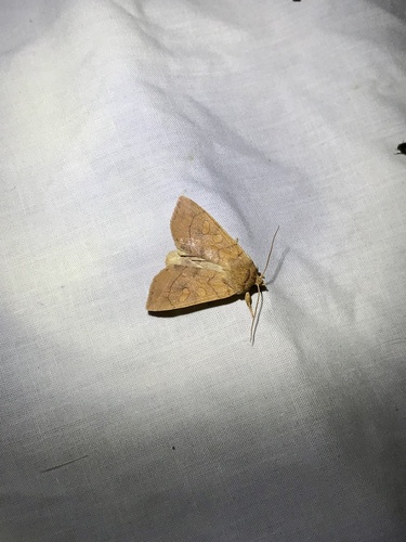 Aspen Twoleaf Tier Moth photo 3