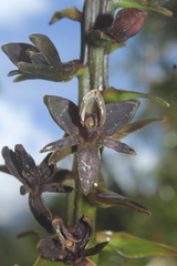Epidendrum magnibracteum