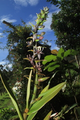 Epidendrum magnibracteum