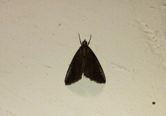 Evergestis aenealis