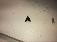 Evergestis aenealis
