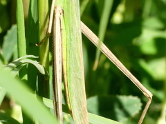 Acrida turrita
