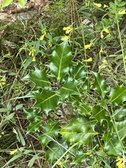 Ilex aquifolium