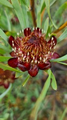 Protea acuminata