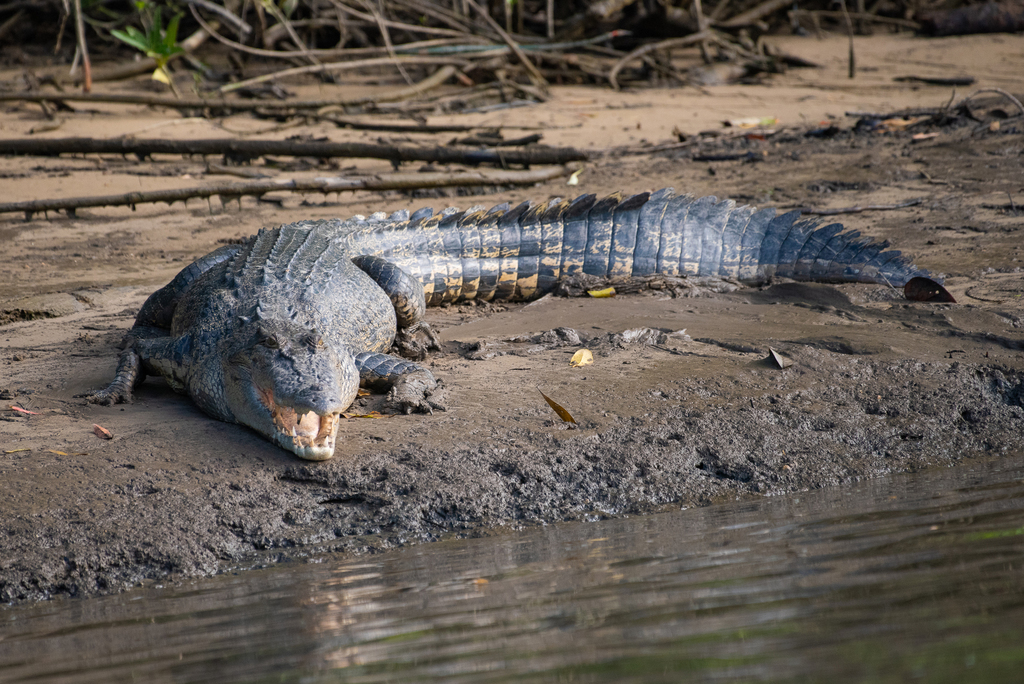 Saltwater crocodile resting on a muddy bank beside mangrove roots