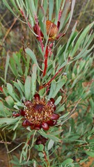 Protea acuminata