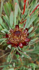 Protea acuminata
