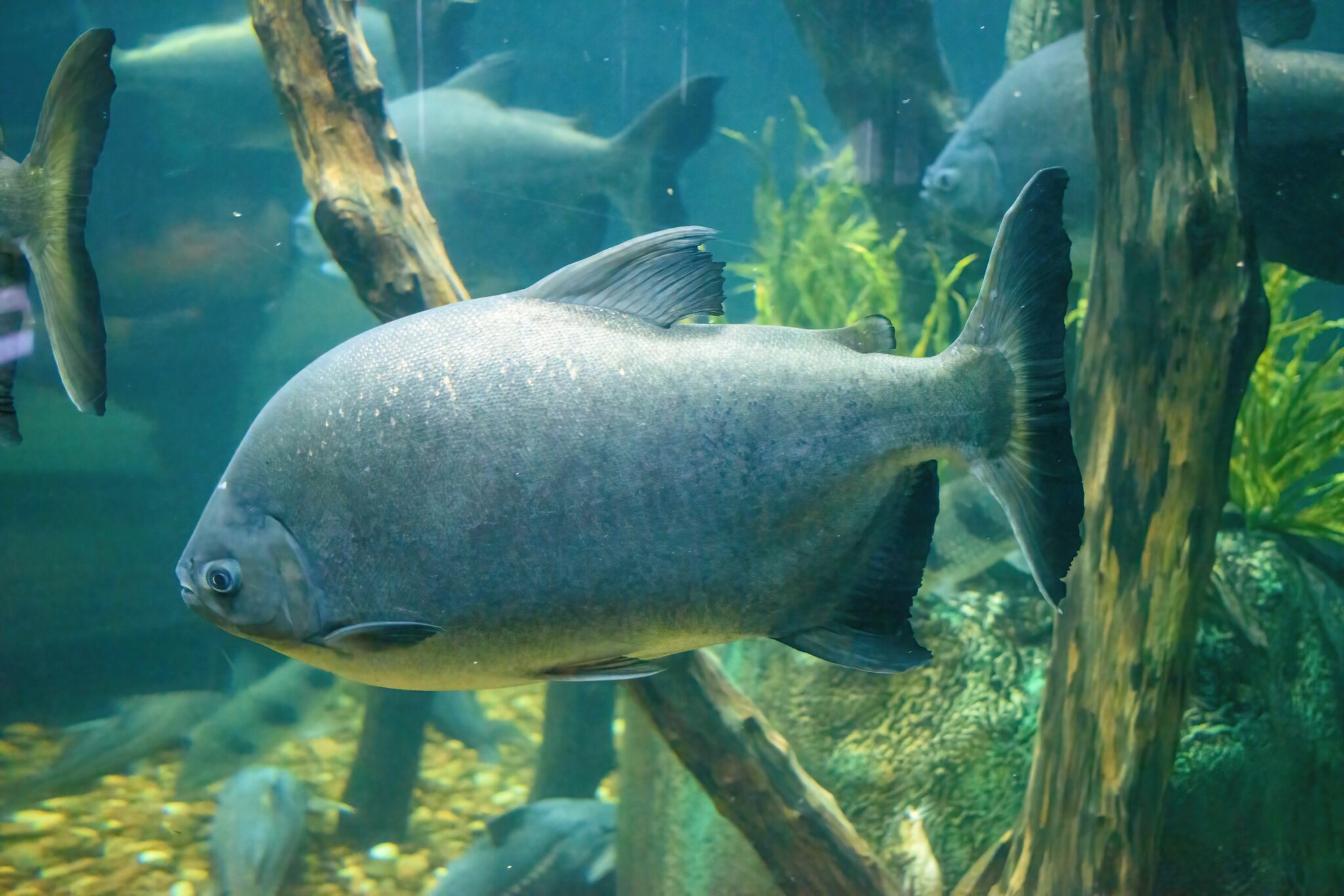 Image of a Serrasalmus Pacu (Piaractus mesopotamicus) fish, a tank mate for Tambaqui (Colossoma macropomum)