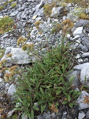 Phacelia leptosepala