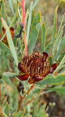 Protea acuminata