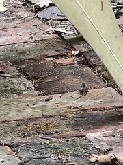 Sceloporus consobrinus