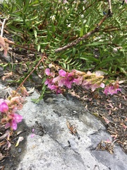 Hedysarum occidentale