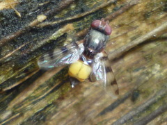Euxesta quaternaria