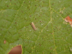 Erasmoneura