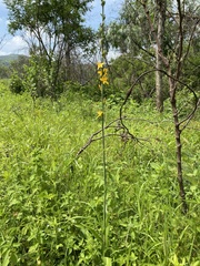 Echeandia michoacensis