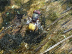 Euxesta quaternaria