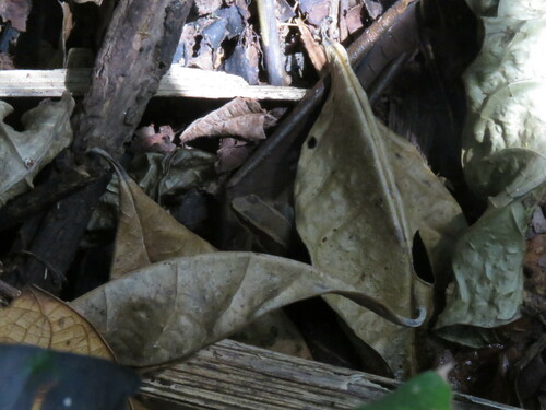 Three-striped Rocket Frog, Allobates trilineatus