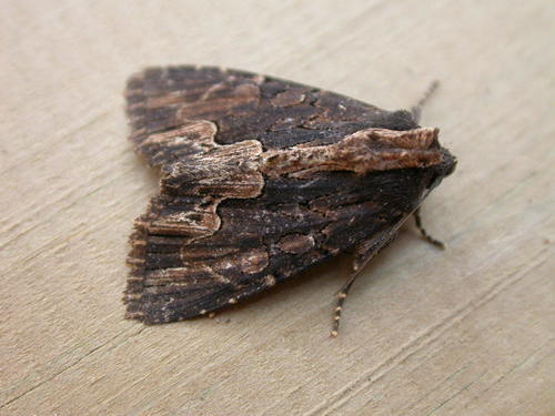 Bird's Wing, photo 7 of 8