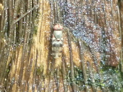 Euxesta quaternaria