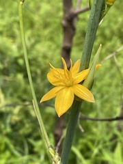 Echeandia michoacensis