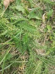 Achillea millefolium