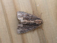 Dypterygia scabriuscula