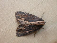 Dypterygia scabriuscula