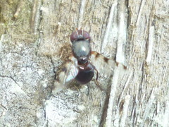 Euxesta quaternaria