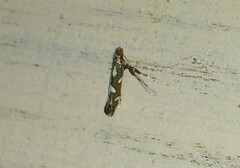 Calybites phasianipennella