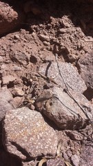 Plestiodon tetragrammus