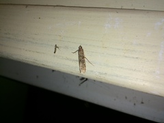 Calybites phasianipennella