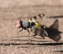 Euxesta quaternaria