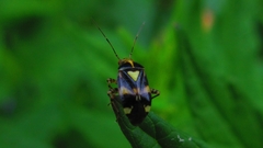 Liocoris tripustulatus