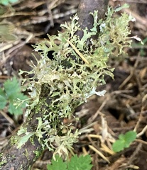 Tuckermanopsis subalpina