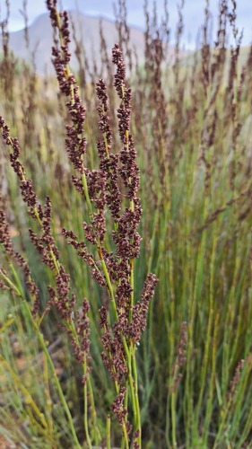 Elephant Reed