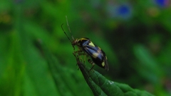 Liocoris tripustulatus
