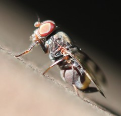 Euxesta quaternaria