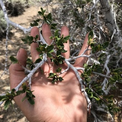 Cercocarpus ledifolius intermontanus