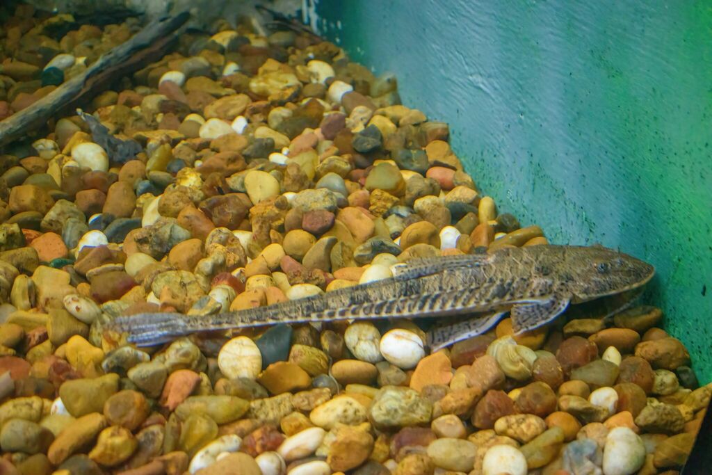Flathead whiptail catfish (Loricariichthys platymetopon) — Loricariidae
