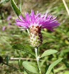 Centaurea fleischeri