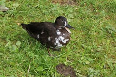 Anas platyrhynchos domesticus