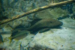 Hypostomus luteomaculatus